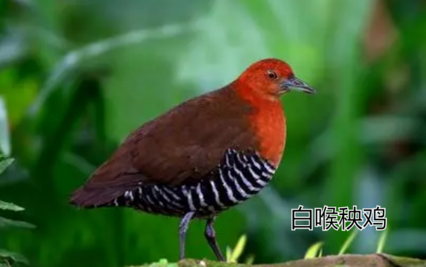 已灭绝又被复活的动物的名称