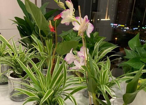 如何解决带芽的兰花上盆后不生长问题