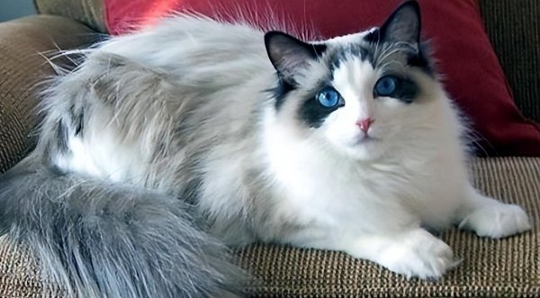 新手如何饲养布偶猫咪