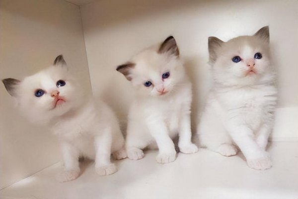 新手如何饲养布偶猫咪