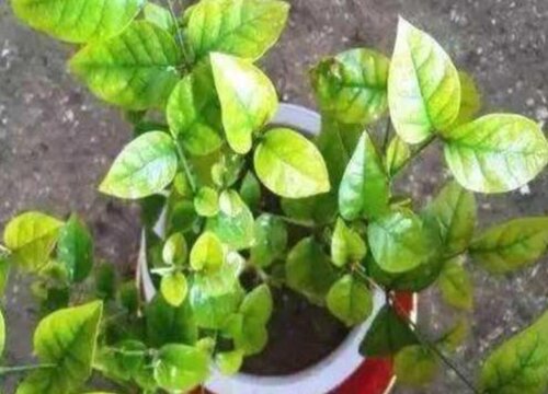 茉莉花叶子发黄是什么原因造成的