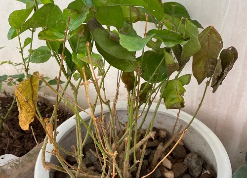 茉莉花叶子发黄是什么原因造成的