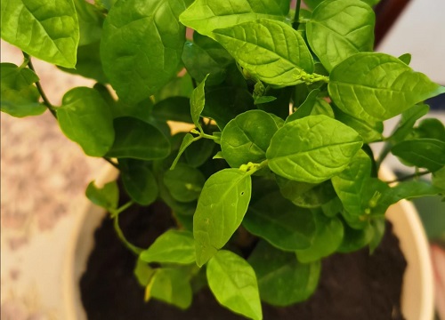 茉莉花叶子发黄是什么原因造成的