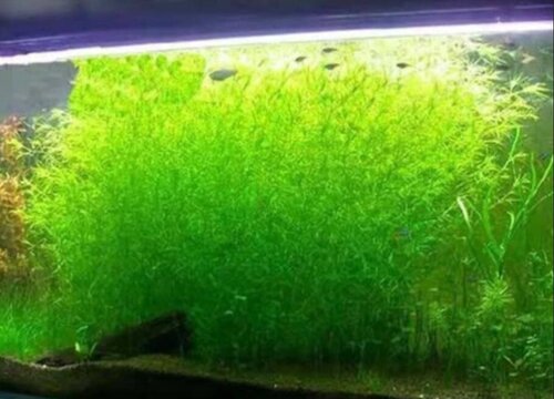 水草营养液怎么用