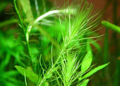 水草营养液怎么用