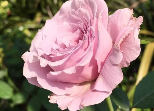 蜻蜓月季是藤本还是灌木