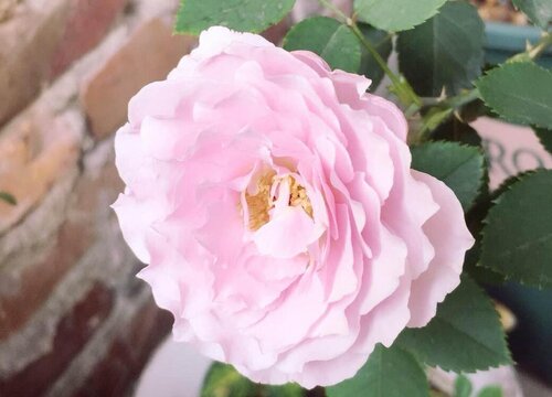 蜻蜓月季是藤本还是灌木