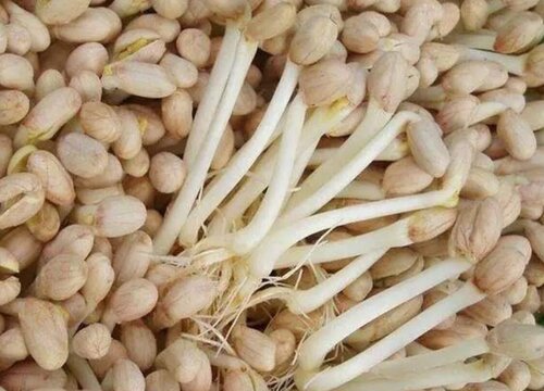 长在地里的花生发芽了可以吃吗