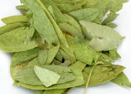 番泻叶是什么树的叶子