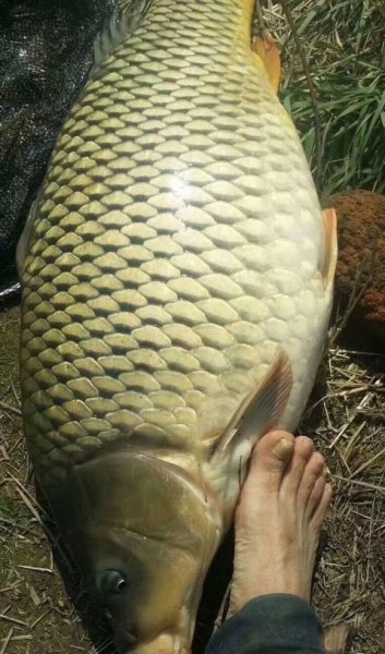 涨水好钓鱼还是退水好钓鱼