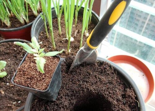 植物养护中如何选择合适的肥料