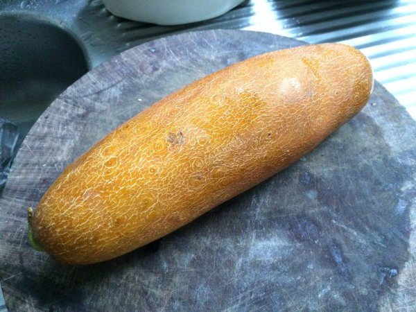 黄瓜为什么是绿色的叫黄瓜