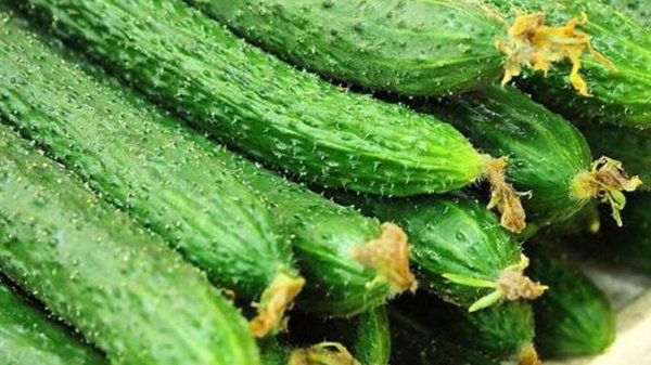 黄瓜为什么是绿色的叫黄瓜