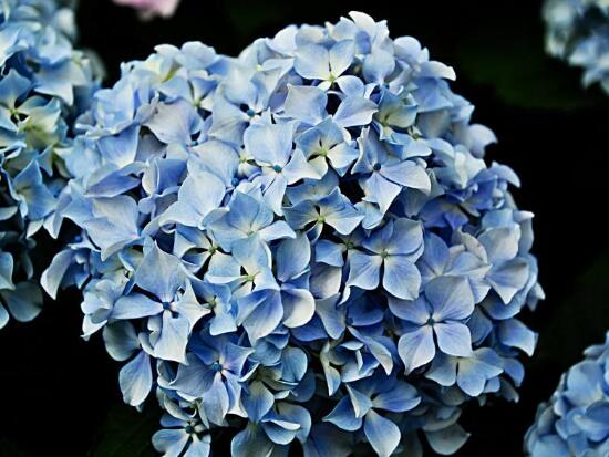 绣球花花语象征与寓意是什么