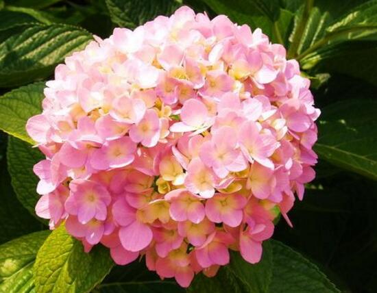 绣球花花语象征与寓意是什么