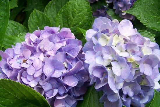 绣球花花语象征与寓意是什么