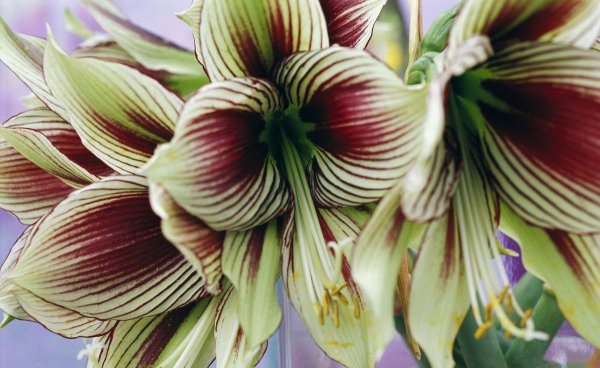 对红花又叫什么花的名字