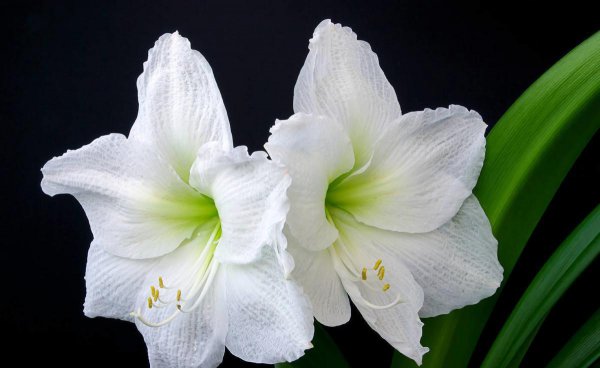 对红花又叫什么花的名字