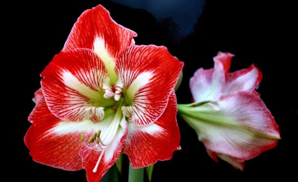 对红花又叫什么花的名字