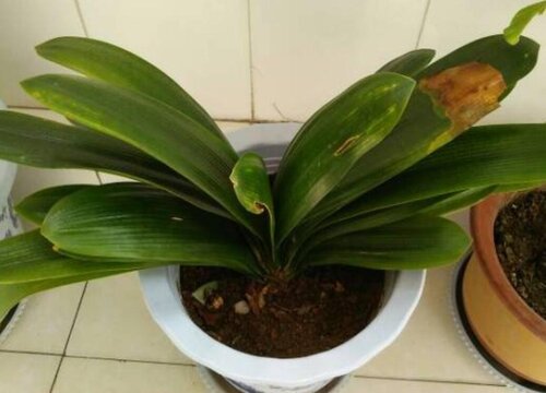 君子兰叶子黄边是怎么回事