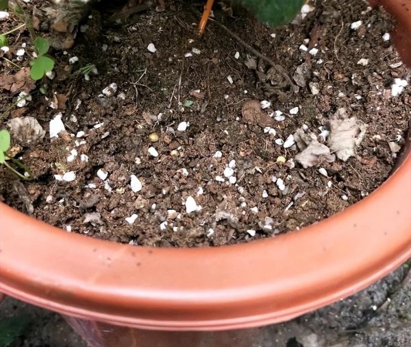 饼肥的使用方法及操作步骤介绍