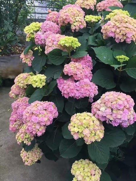 饼肥的使用方法及操作步骤介绍