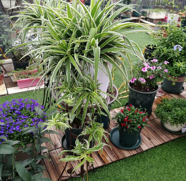 饼肥的使用方法及操作步骤介绍