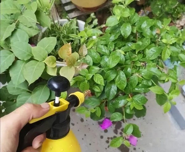 饼肥的使用方法及操作步骤介绍