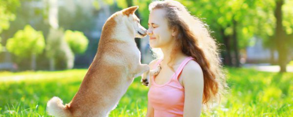 怎么挑选柯基幼犬