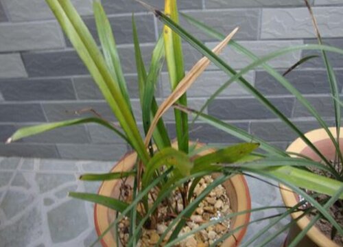 吊兰叶片经常发黄干尖的原因