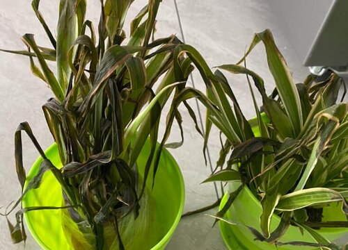 吊兰叶片经常发黄干尖的原因