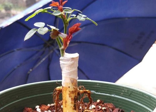 月季嫁接用电工胶带可以吗