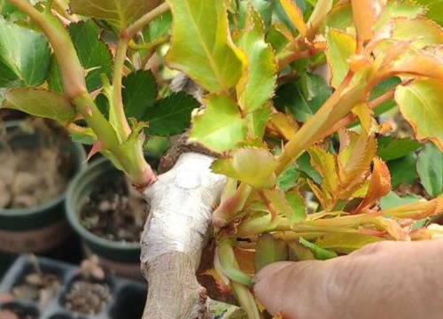 月季嫁接用电工胶带可以吗