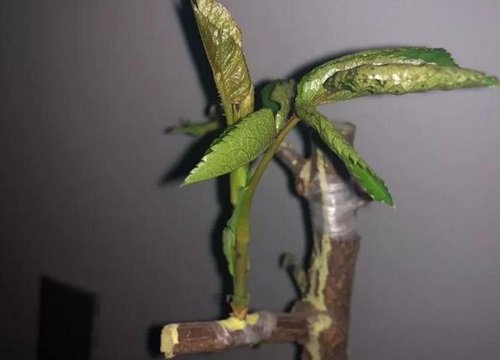 月季嫁接用电工胶带可以吗