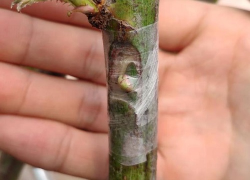 月季嫁接用电工胶带可以吗