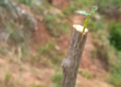 月季嫁接用电工胶带可以吗