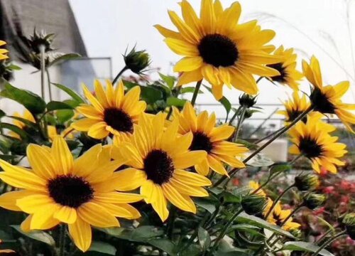 向日葵要晒太阳吗