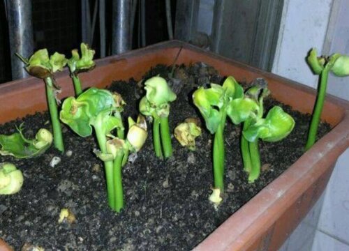 发财树喜阳还是喜阴的植物