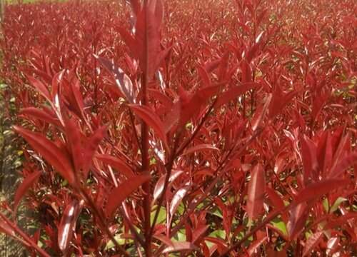 红花继木耐寒吗