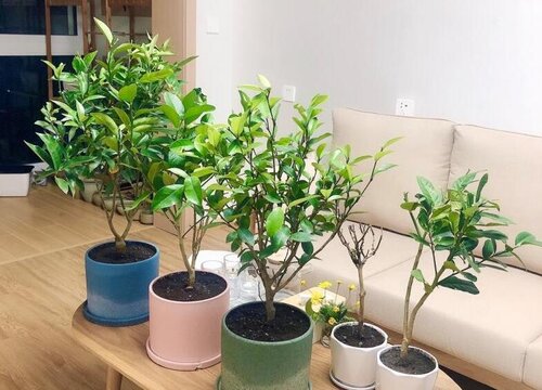 春季如何正确给盆花施肥