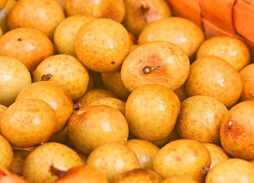 龙眼长在树上还是地上