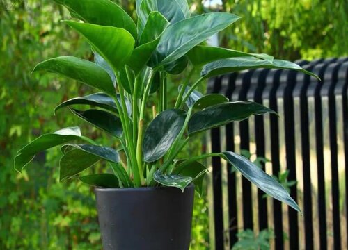 大叶金钻耐寒吗