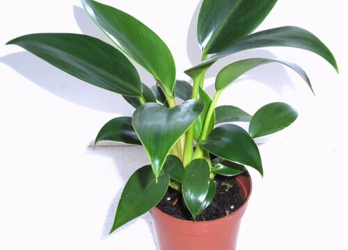 大叶金钻耐寒吗