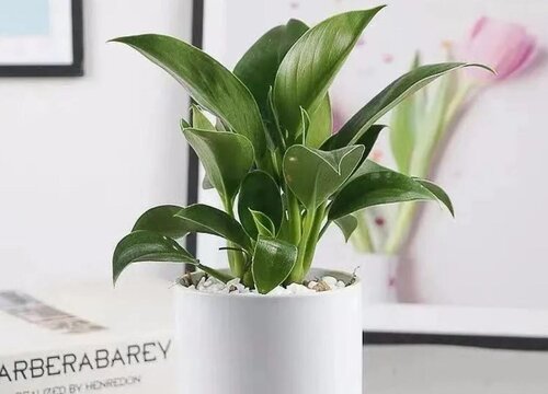 大叶金钻耐寒吗