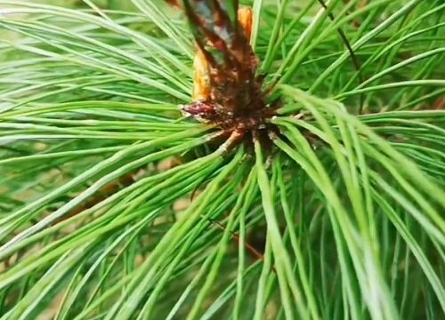 冬天不落叶的树木是什么树木