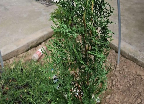 冬天不落叶的树木是什么树木