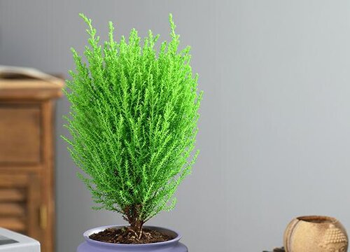 冬天不落叶的树木是什么树木