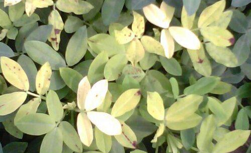 花生苗期叶片发黄怎么办