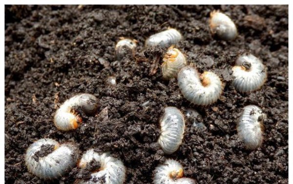 花生苗期叶片发黄怎么办