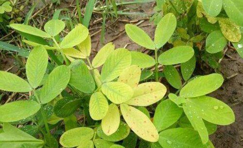 花生苗期叶片发黄怎么办